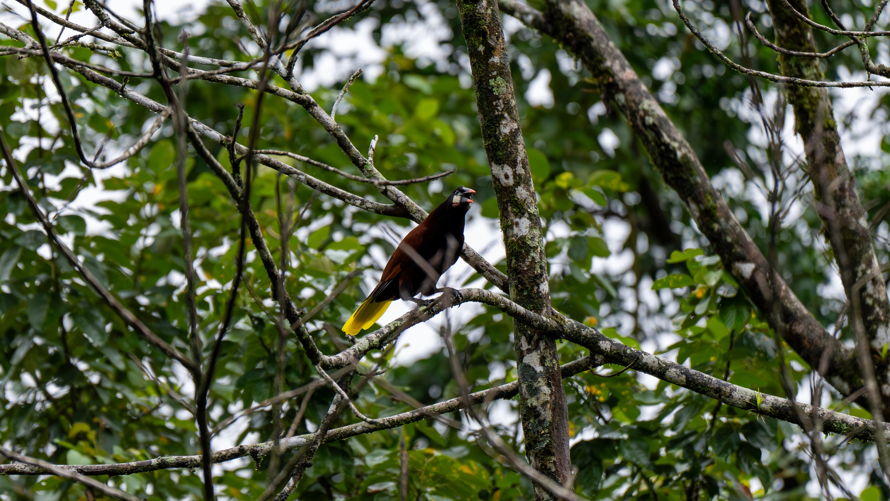 Costa Rica 2024 12 04 08 19 21 ILCE 1 136 Verbessert RR_02_02_2025